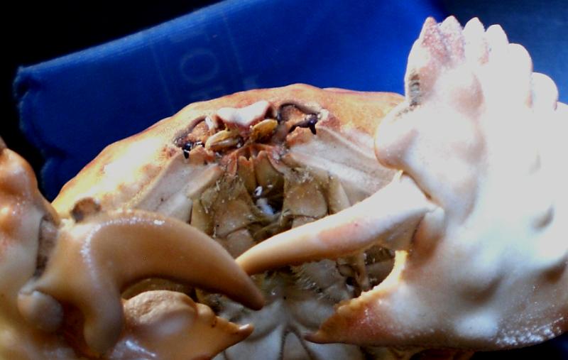 Calappa pustulosa T.F.C. epistome and endostoma.bmp